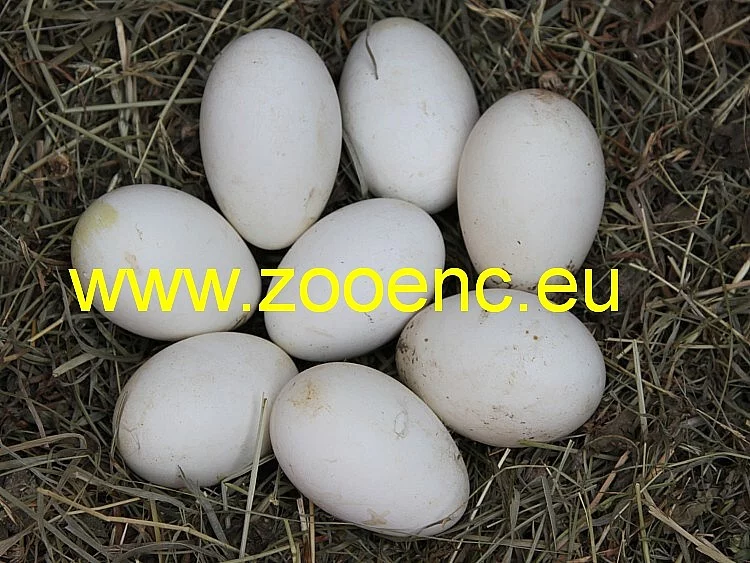 Násadová vejce drůbeže z dovozu